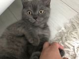 3 Aylık British Shorthair Yavrular