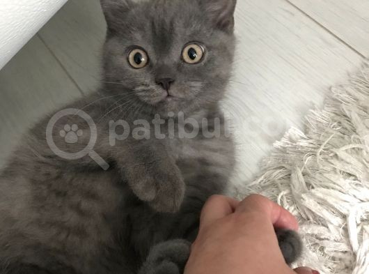 3 Aylık British Shorthair Yavrular
