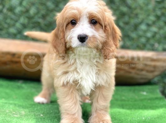 Show Kalite Maltipoo Yavrular görsel