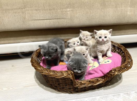 Cins Kedi Sahiplendirme görsel