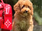 Red Toy Poodle Yavrular