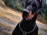 Secereli̇ Mi̇kroçi̇pli̇ Doberman Yavrulari