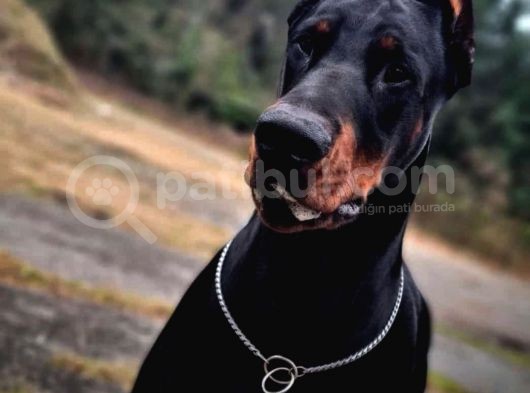 Secereli̇ Mi̇kroçi̇pli̇ Doberman Yavrulari görsel