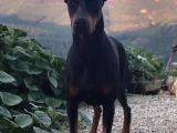 Secereli̇ Mi̇kroçi̇pli̇ Doberman Yavrulari