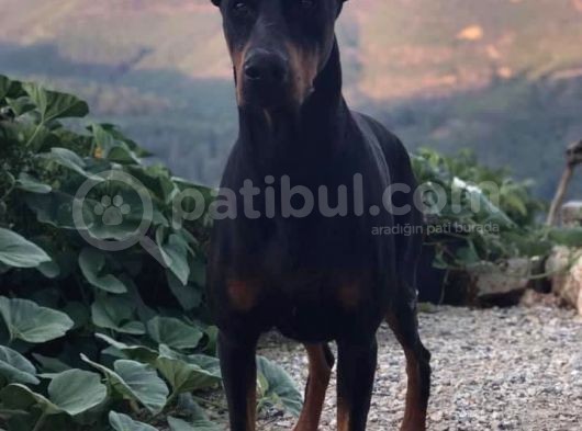 Secereli̇ Mi̇kroçi̇pli̇ Doberman Yavrulari görsel