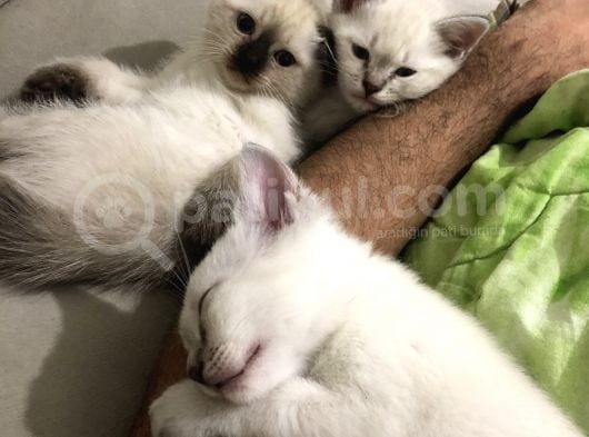 Üç Yakışıklı Kardeşe Yeni Aile görsel