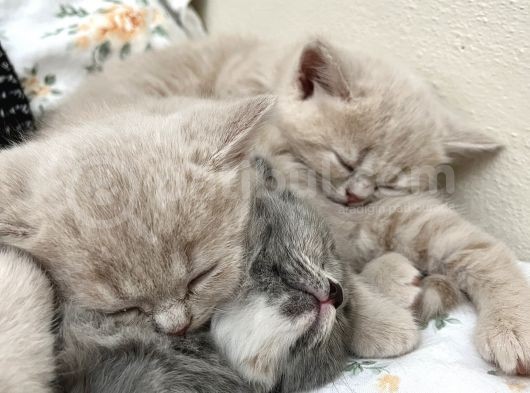 Cins Kedi Sahiplendirme görsel