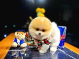 Ayı Surat Pomeranian Boo Yavrularımız
