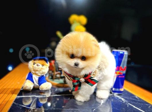 Ayı Surat Pomeranian Boo Yavrularımız