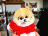 Ayı Surat Pomeranian Boo Yavrularımız