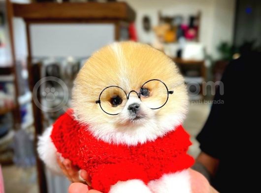 Ayı Surat Pomeranian Boo Yavrularımız görsel