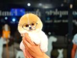Ayı Surat Pomeranian Boo Yavrularımız