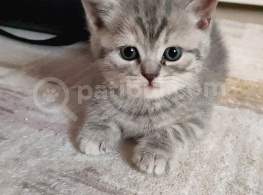 Oyuncu Yavrular Yeni̇ Sahi̇pleri̇ni̇ Bekli̇yor görsel