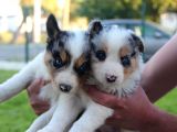 Border Collie Yavrular