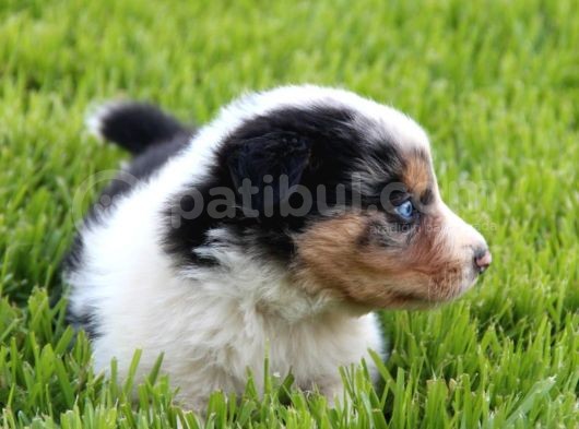 Border Collie Yavrular