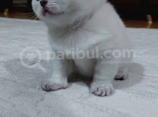 Dünya Güzelleri Scotish Fold görsel