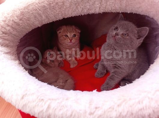 İhtiyaçtan Dolayı Sahiplendirilicek görsel