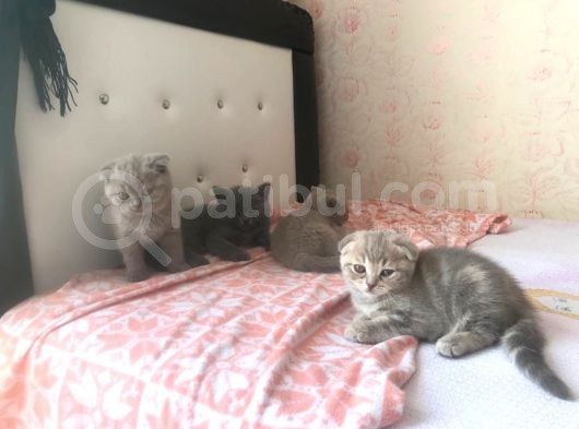 İhtiyaçtan Dolayı Sahiplendirilicek