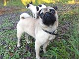 A Kalite Pug Mobs Bebeklerimiz