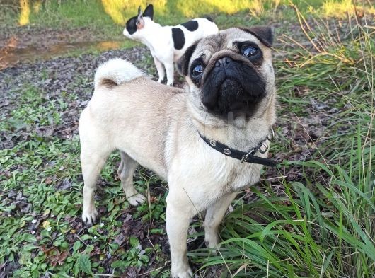 A Kalite Pug Mobs Bebeklerimiz görsel