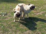 A Kalite Pug Mobs Bebeklerimiz
