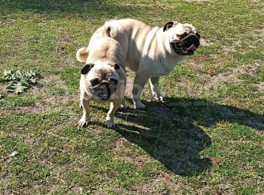 A Kalite Pug Mobs Bebeklerimiz görsel