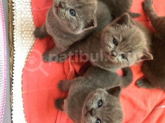 Miniklerimiz Yeni Ailelerini Bekliyor