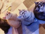 Oyuncu Yavrular Yeni̇ Sahi̇pleri̇ni̇ Bekli̇yor