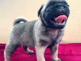 A Kalite Pug Mobs Bebeklerimiz