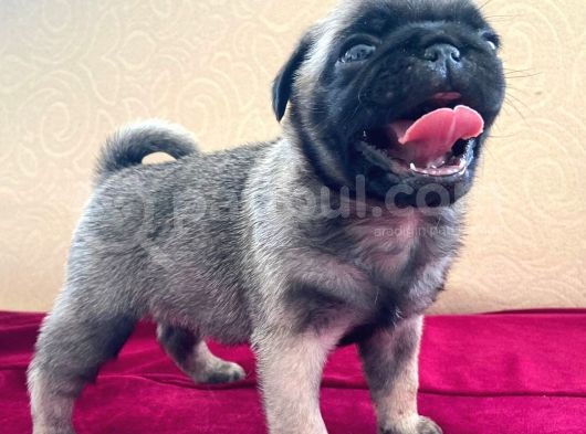 A Kalite Pug Mobs Bebeklerimiz görsel