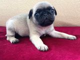 A Kalite Pug Mobs Bebeklerimiz