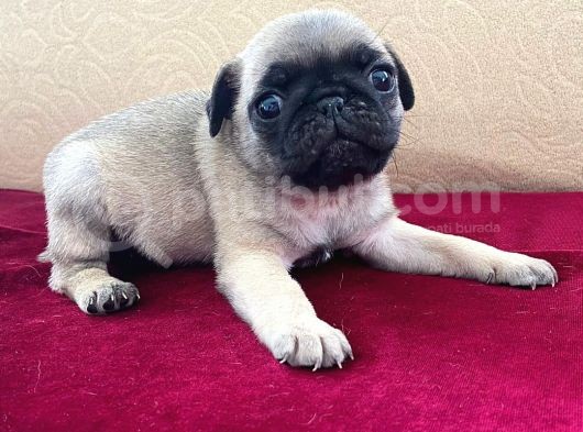 A Kalite Pug Mobs Bebeklerimiz görsel