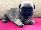 A Kalite Pug Mobs Bebeklerimiz