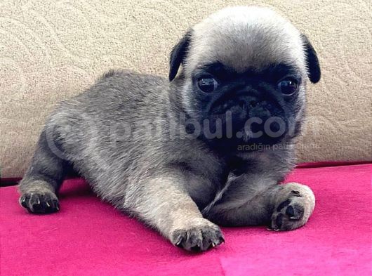 A Kalite Pug Mobs Bebeklerimiz görsel