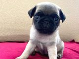 A Kalite Pug Mobs Bebeklerimiz