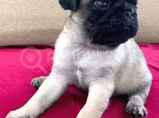A Kalite Pug Mobs Bebeklerimiz görsel