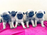 A Kalite Pug Mobs Bebeklerimiz