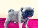 A Kalite Pug Mobs Bebeklerimiz