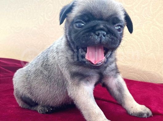 A Kalite Pug Mobs Bebeklerimiz