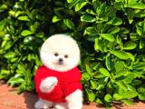 Ayı Surat Pomeranian Boo Yavrularımız