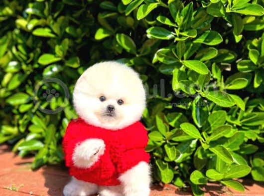 Ayı Surat Pomeranian Boo Yavrularımız görsel