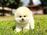 Ayı Surat Pomeranian Boo Yavrularımız