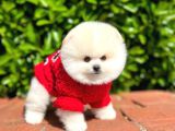Ayı Surat Pomeranian Boo Yavrularımız