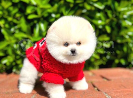 Ayı Surat Pomeranian Boo Yavrularımız