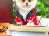 Aa Kalite Safkan  Pomeranian Oğlumuz