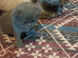 Görüşülür