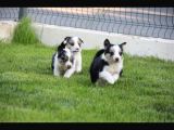 Border Collie Yavrular