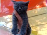 2 Aylık British Shorthair Erkek Yavru