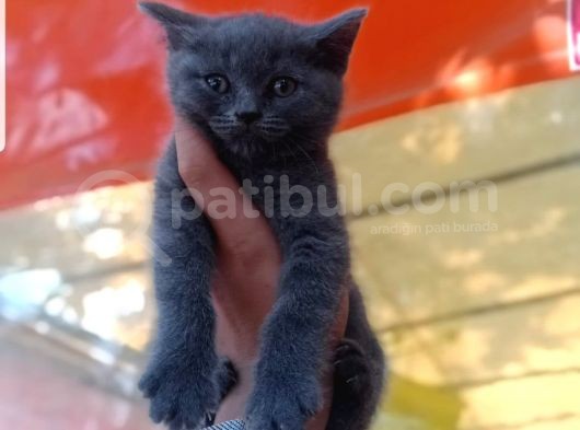 2 Aylık British Shorthair Erkek Yavru