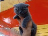 2 Aylık Scottish Fold Erkek Yavru